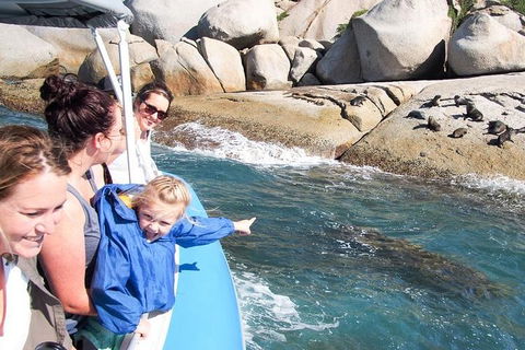 Seal Island Boat Tour From Victor Harbor - Accommodation Yamba 4