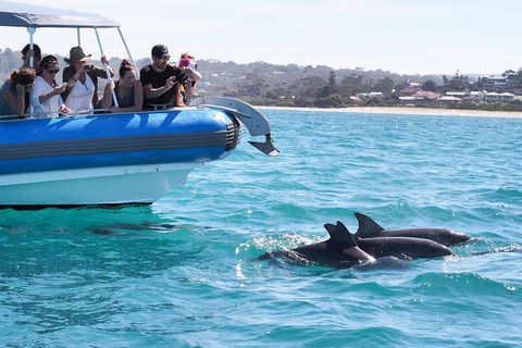 Seal Island Boat Tour From Victor Harbor - Accommodation Yamba 5