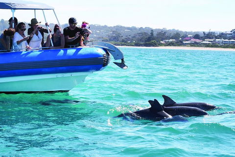 Southern Ocean Adventure From Victor Harbor - Accommodation Yamba 2
