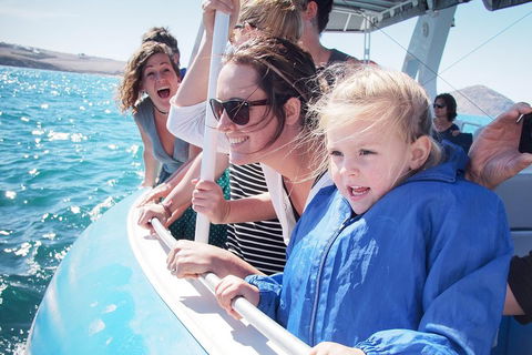 Southern Ocean Adventure From Victor Harbor - Accommodation Yamba 4