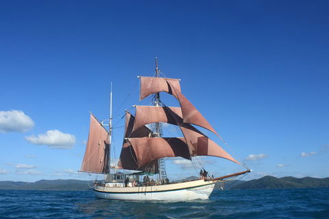 Sydney Harbour Tall Ship Whale & Sail - Whale Watching Cruise - Accommodation Yamba 1