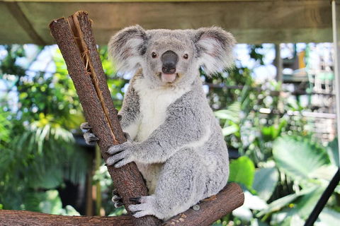 Cairns ZOOM And Wildlife Dome - Accommodation Yamba 0