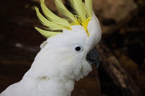 Cairns ZOOM And Wildlife Dome - Accommodation Yamba 2