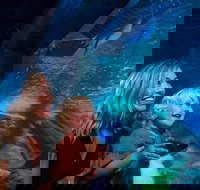 SEA LIFE Sunshine Coast Aquarium Entrance Ticket - Accommodation Yamba