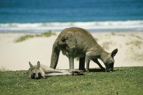 Great Ocean Road Highlights Tour - 2 Days, 1 Night - Accommodation Yamba 2
