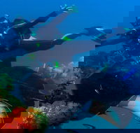 Scuba Dive the S.S. Yongala Wreck on the Great Barrier Reef. - Accommodation Yamba